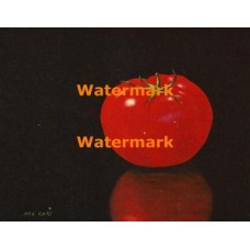 Tomato  - XBSL177  -  PRINT