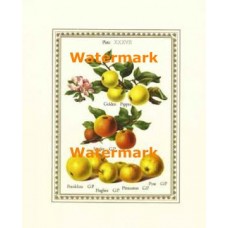 Apple & Apple Blossoms  - XAR5153  -  PRINT