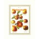 Assorted Apples  - XAR5155  -  PRINT