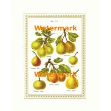 Pears  - #XAR5159  -  PRINT