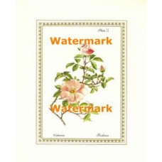 Botanical Flowers II  - XAR5163  -  PRINT