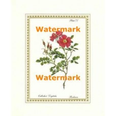 Botanical Flowers IV  - XAR5167  -  PRINT