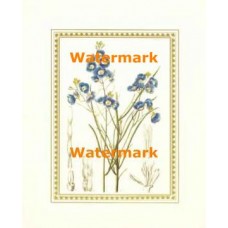 Botanical  - XAR5258  -  PRINT