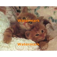 Cuddle Kittens  - #XKL5339  -  PRINT