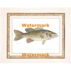 The Small Mouthed Black Bass  - #XAR5944  -  PRINT