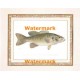 The Small Mouthed Black Bass  - #XAR5944  -  PRINT
