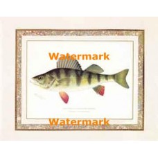 Yellow or Barred Perch  - #XAR5945  -  PRINT