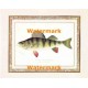 Yellow or Barred Perch  - #XAR5945  -  PRINT