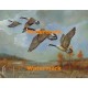 Canadian Geese  - XD50173  -  PRINT
