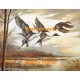 Ducks  - XD50174  -  PRINT