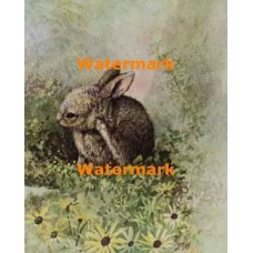 The Rabbit  - #XD50205  -  PRINT