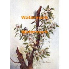 Fragrance of Spring  - XD50272  -  PRINT