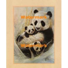 Panda Family  - #XD50605  -  PRINT