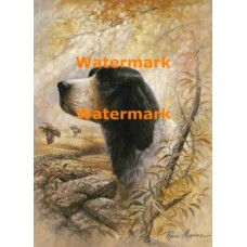 English Pointer  - XD50658  -  PRINT