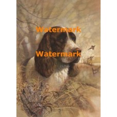 Springer Spaniel  - XD50660  -  PRINT