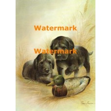 Black Lab Puppies  - XD50821  -  PRINT