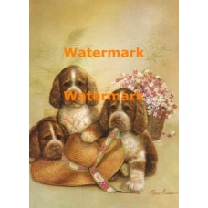 Springer Spaniel Puppies  - XD50825  -  PRINT