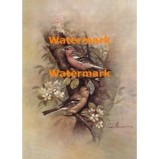 Birds  - XD50944  -  PRINT