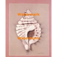 Conch Shell  - XD51221  -  PRINT