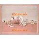 Seashell Assortment  - XD51227  -  PRINT