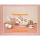 Seashell Assortment  - #XD51228  -  PRINT