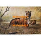 Tiger Domain  - #XD51551  -  PRINT