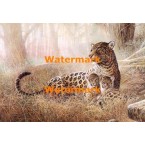 Cheetah Domain  - XD51552  -  PRINT