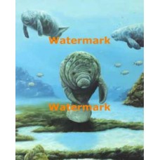 Manatee  - #XD52129  -  PRINT