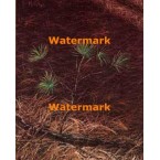 The Twig  - #XD6826  -  PRINT