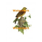 Bird on Post  - #XD6954  -  PRINT