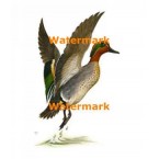 Green Winged Teal  - XD6978  -  PRINT