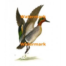 Green Winged Teal  - XD6978  -  PRINT