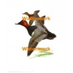 Redhead Ducks  - XD6979  -  PRINT
