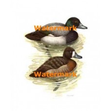 Ducks  - XD6984  -  PRINT
