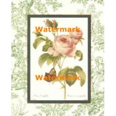 Rosa Centifolia  - #XAR6861  -  PRINT