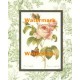 Rosa Centifolia  - #XAR6861  -  PRINT