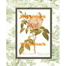 Tea Rose  - #XAR6862  -  PRINT