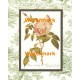 Tea Rose  - #XAR6862  -  PRINT