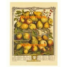 Twelve Months of Fruits:  January 1732  - #XKFL6013  -  PRINT