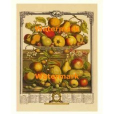 Twelve Months of Fruits:  March 1732  - #XKFL6015  -  PRINT