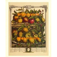 Twelve Months of Fruits:  April 1732  - #XKFL6016  -  PRINT