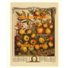 Twelve Months of Fruits:  May 1732  - #XKFL6017  -  PRINT
