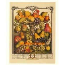 Twelve Months of Fruits:  November 1732  - #XKFL6023  -  PRINT