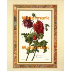Flower  - XKFL6426  -  PRINT
