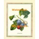 Les Prunes Bleues  - XKFL6431  -  PRINT