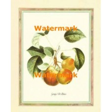 Groupe De Poires  - XKFL6432  -  PRINT