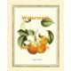 Groupe De Poires  - XKFL6432  -  PRINT