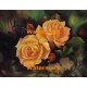1.  Peach Roses  - #XKL6108  -  PRINT