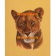 Royal Lioness  - #XKL6123  -  PRINT