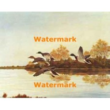 Autumn Mallards  - XKL6134  -  PRINT